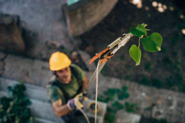 How Our Tree Care Process Works  in  Donald, OR